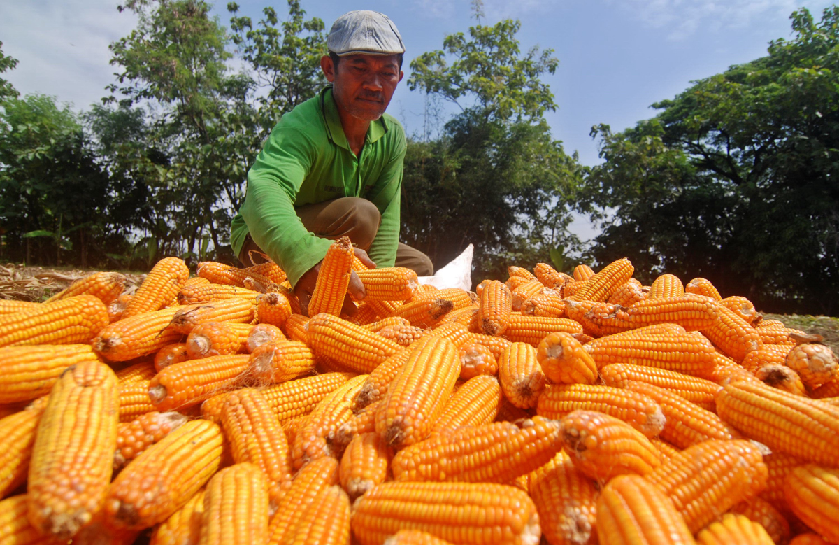 Petani menjemur jagung hasil panennya di Mranggen, Demak, Jawa Tengah, Senin (22/2). Harga jagung di tingkat petani setempat mengalami penurunan dari Rp5.500 per kilogram menjadi Rp4.000 per kilogram selama dua pekan terakhir karena dipicu musim panen jagung di sejumlah daerah penghasil dan dibukanya impor jagung oleh pemerintah. ANTARA FOTO/Aditya Pradana Putra/pd/16.