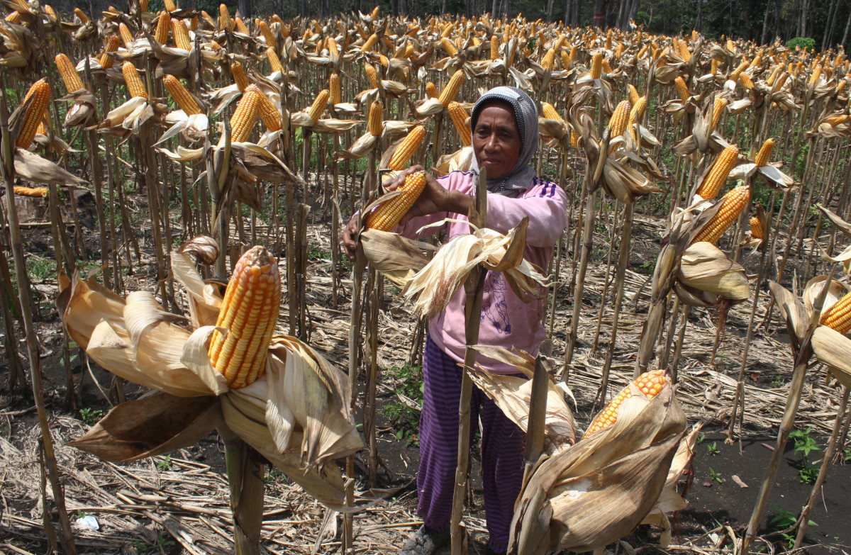 Petani penggarap memanen jagung dengan produksi sekitar 8 ton per hektar di lahan hutan petak 81 B, RPH Gelon, KPH Ngawi, Jawa Timur, Selasa (23/2). Sebanyak 399,3 hektare dari lahan hutan seluas 3.000 hektar di kawasan tersebut dimanfaatkan sebagai lahan jagung untuk memaksimalkan potensi hasil hutan sekaligus membantu ekonomi masyarakat petani tepi hutan. ANTARA FOTO/Ari Bowo Sucipto/aww/16.