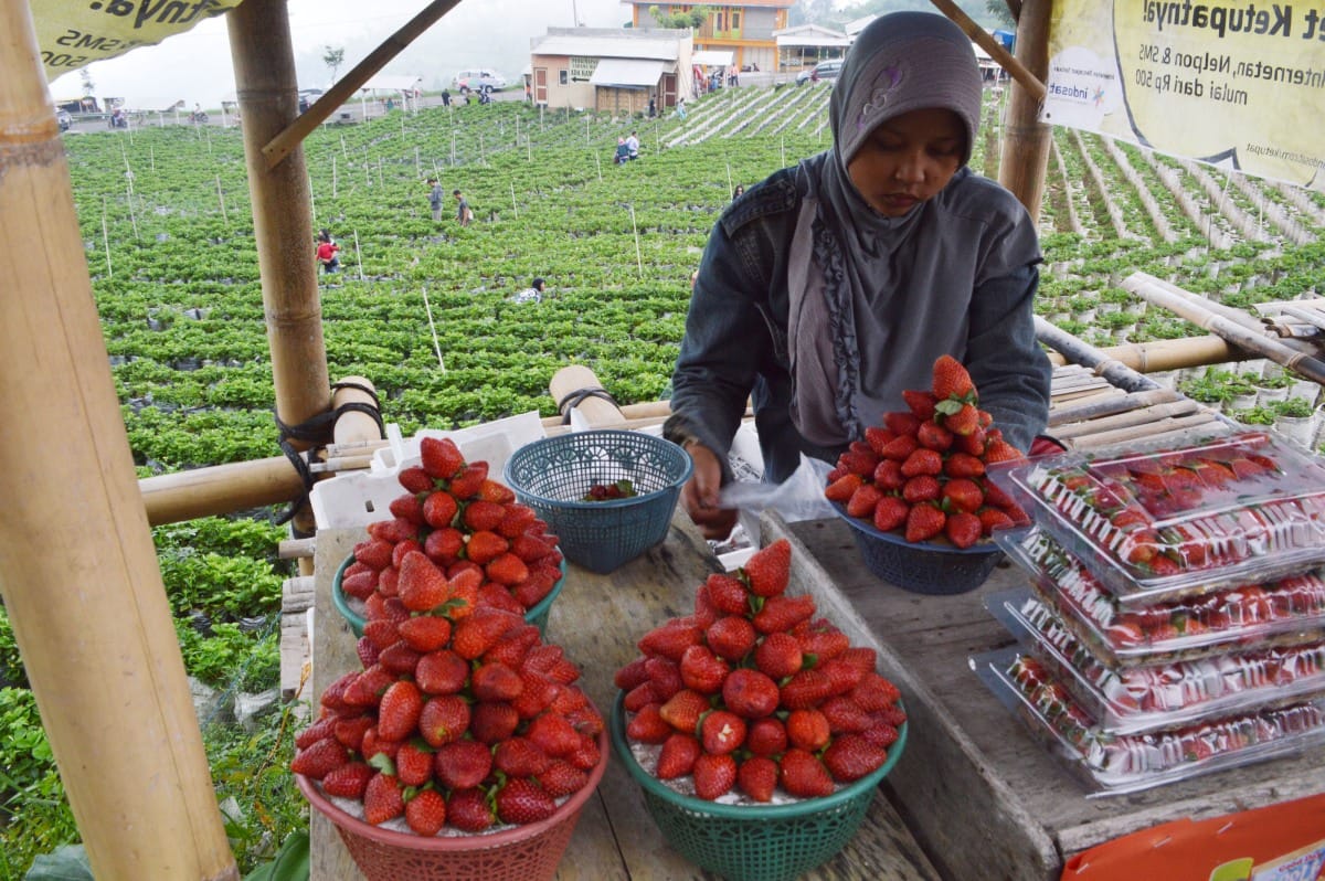 Penjual buah strawberry dagangannya yang dengan latar belakang wisatawan memetik strawberry di areal perkebunan strawberry Sarangan, Magetan, Jawa Timur, Minggu (24/1). Para petani di wilayah tersebut banyak yang beralih menanam strawberry dari sebelumnya menanam sayur, karena kawasan tersebut telah berkembang menjadi kawasan agro wisata strawberry yang saat ini harganya mencapai Rp80 perkilogram. ANTARA FOTO/Siswowidodo/foc/16.