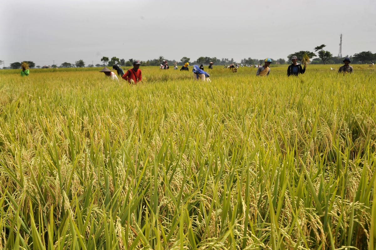 Sejumlah petani memanen padi di Kampung Kilasah, Sawah Luhur, Serang, Banten, Jumat (11/3). Menurut data Dinas Pertanian Provinsi Banten saat ini merupakan awal panen raya di sepanjang pesisir Barat dan Utara yang diprediksi bisa memanen 5 ribu ton gabah yang setara 3,1 ribu ton beras, dan pada puncak panen raya April 2016 akan bisa dipanen 12,6 ribu ton gabah setara 7,9 ribu ton beras hingga target kontribusi Banten untuk swasembada beras nasional optimis akan bisa dicapai. ANTARA FOTO/Asep Fathulrahman/aww/16.
