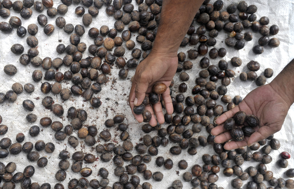Petani menjemur biji Pala (Myristica fragrans) di Desa Kandahe, Kabupaten Kepulauan Sangihe, Sulawesi Utara, Minggu (25/1). Biji pala yang mengandung minyak atsiri 7-14 % itu dipakai sebagai penyedap untuk roti atau kue, puding, saus, sayuran, dan minuman penyegar dijual seharga Rp. 60 ribu per kg. ANTARA FOTO/Andika Wahyu/Asf/Spt/15.