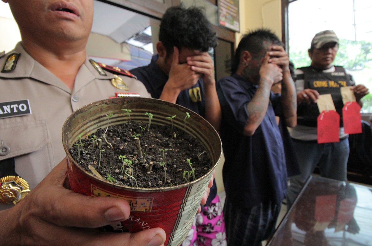 Polisi menunjukkan tersangka berikut barang bukti saat ungkap kasus tanam ganja di Surabaya, Jawa Timur, Kamis (24/3). Polisi menangkap tiga tersangka berinisial M C (26), A F (27) dan E H M (22) saat berpesta ganja dan mengamankan sejumlah barang bukti yang salah satu diantaranya dua poket sabu dan 36 tanaman ganja yang masih berumur sekitar dua minggu. ANTARA FOTO/Didik Suhartono/nz/16