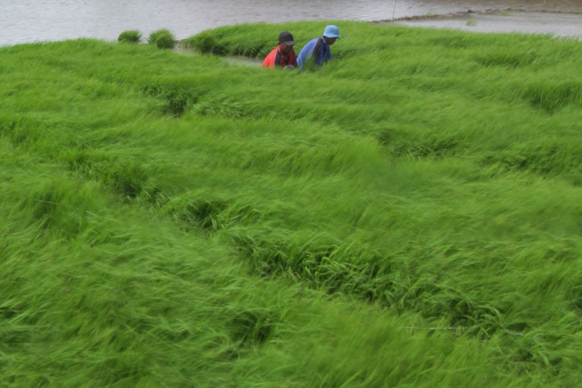 Sejumlah petani mencabut benih padi untuk ditanam di areal sawah Desa Pabean udik, Indramayu, Jawa barat, Minggu (4/1). Untuk mencapai target Swasembada pangan, Pemerintah menyalurkan subsidi benih padi sebesar 50.000 ton benih atau senilai Rp. 700 miliar. ANTARA FOTO/Dedhez Anggara/Rei/Spt/15.