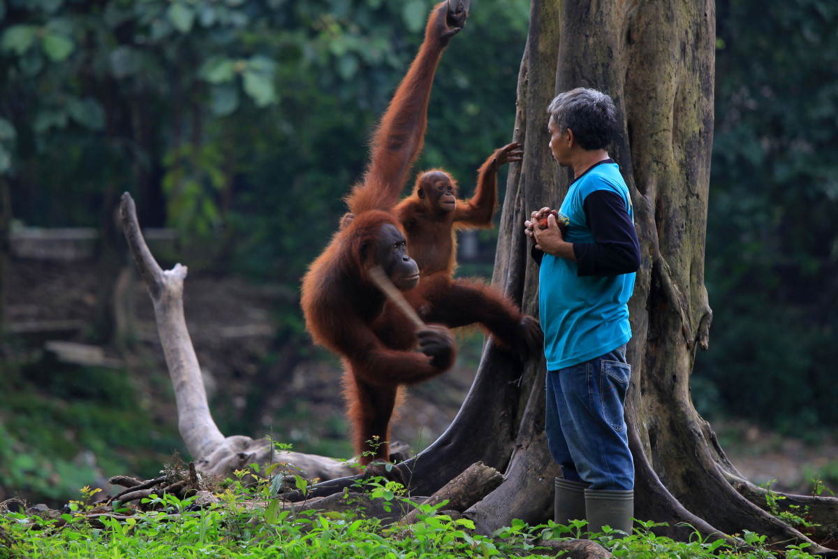 Petugas Taman Satwa Taru Jurug (TSTJ), Tukimin (45) memberi makan orang utan koleksi TSJT, Tori dan anaknya, Justin di danau taman setempat, Solo, Jawa Tengah, Senin (16/2). Pengelola TSTJ berupaya menarik investor untuk mengelola TSTJ dengan perkiraan investasi sekitar Rp 50 miliar selama lima tahun pertama, namun hingga kini belum ada respon dari 50-an lembaga konservasi satwa yang telah ditawari oleh pihak TSTJ untuk menjadi investor. ANTARA FOTO/Maulana Surya/Rei/pd/15.