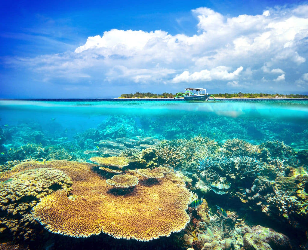 Terumbu karang. Getty Images/iStockphoto Terumbu Karang