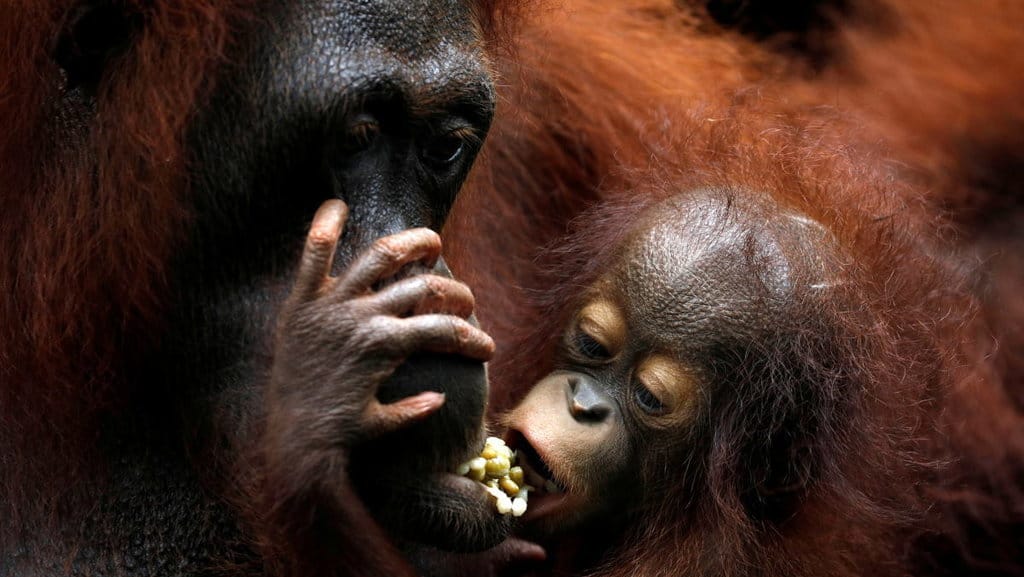 Khansa, bayi orangutan ke 46 Kebun Binatang Singapura, berpegangan pada induknya Anita saat tur media menunjukkan bayi hewan baru lahir di Kebun Binatang Singapura, Kamis (11/1/2018). ANTARA FOTO/REUTERS/Edgar Su bayi orangutan