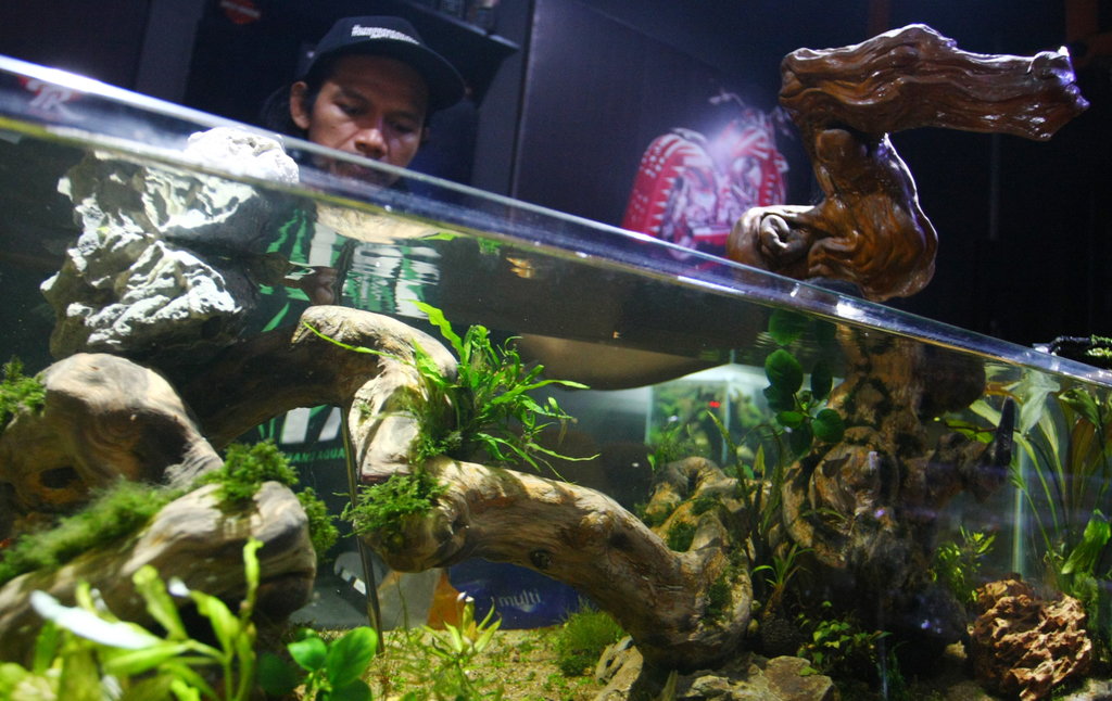 Buyung Noppy (40) memasang pohon air saat mendesain aquarium landscape atau aqua scape di workshopnya, di Ciputat, Tangerang Selatan, Banten. ANTARA FOTO/Muhammad Iqbal BISNIS AQUASCAPE TEMBUS PASAR EKSPOR