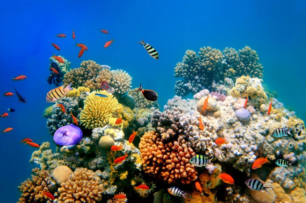 Ilustrasi terumbu karang. FOTO/Istockphoto Terumbu karang tempat bernaung ribuan biota laut.