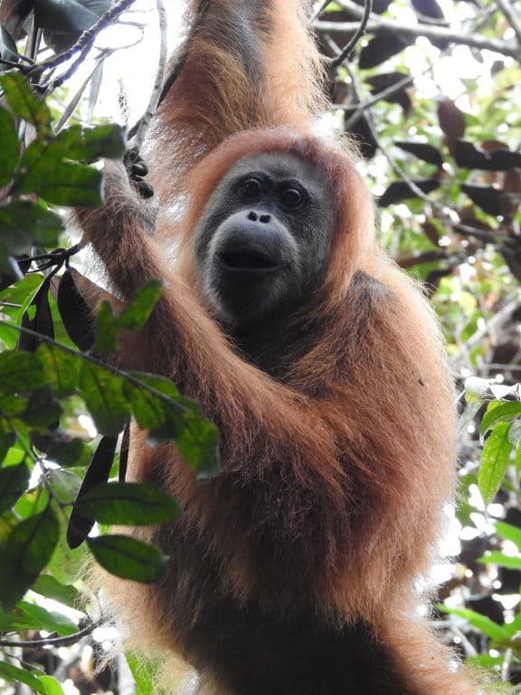 Orangutan Tapanuli. FOTO/YEL-SOCP Orangutan Tapanuli