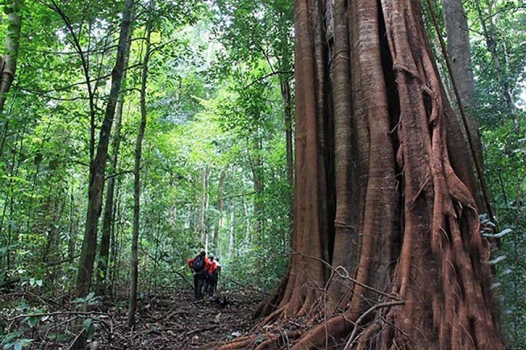 Ilustrasi Hutan lindung. ANTARA FOTO/Ampelsa Ilustrasi Hutan lindung
