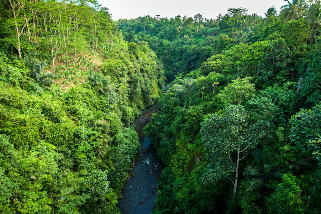 Ilustrasi Hutan Tropis di Indonesia. FOTO/iStockphoto Ilustrasi Hutan Tropis di Indonesia