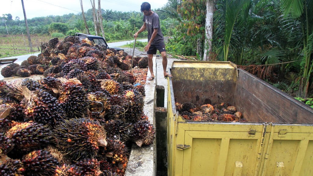 Pekerja memasukkan Tanda Buah Segar (TBS) kelapa sawit ke dalam truk di salah satu tempat penampungan di Desa Seumantok, Kecamatan Pante Ceureumen, Aceh Barat, Sabtu (7/12/2019). ANTARA FOTO/Syifa Yulinnas/wsj. HARGA TBS KELAPA SAWIT MULAI MEMBAIK
