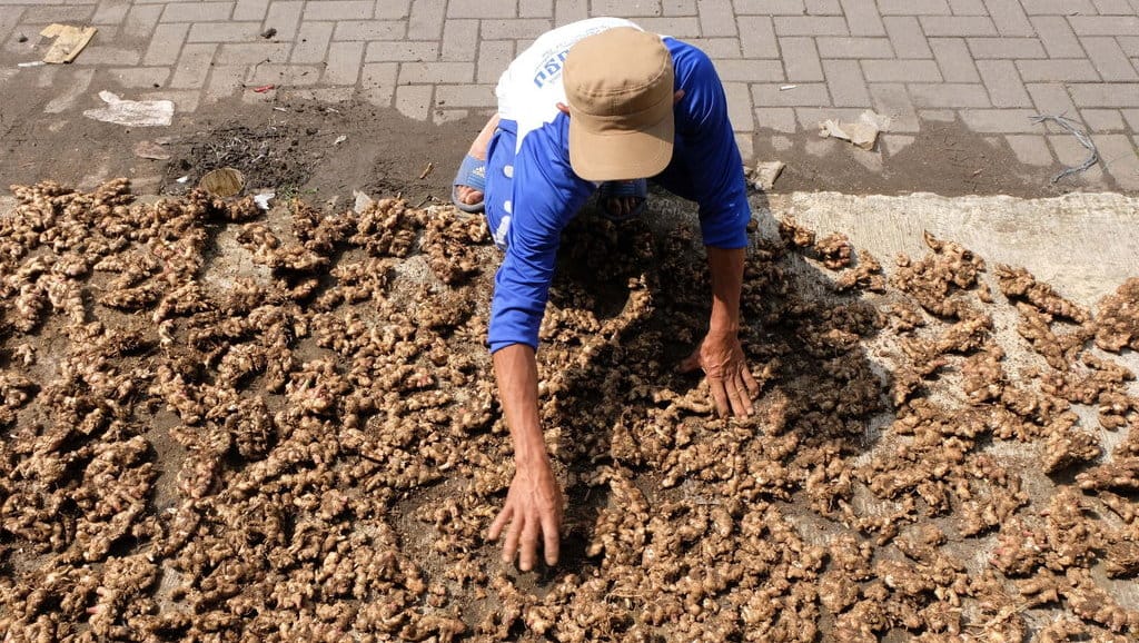 ilustrasi panen jahe. FOTO ANTARA/Anis Efizudin/foc. HARGA JAHE NAIK