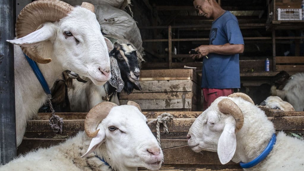 Ilustrasi Kambing Kurban. ANTARA FOTO/Aprillio Akbar/foc. Ilustrasi Kambing Kurban