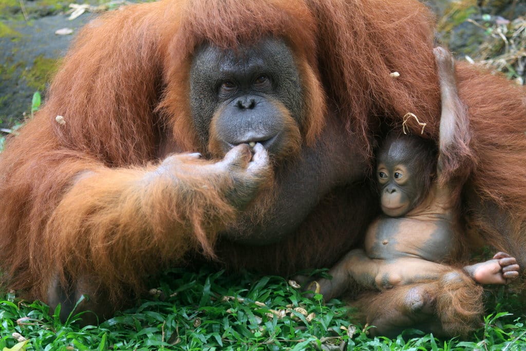 Seekor bayi orangutan Kalimantan (Pongo pyhmaeus) berkelamin betina bernama Nanda bersama induknya di kandang Taman Safari Prigen, Pasuruan, Jawa Timur, Rabu (12/8/2020). ANTARA FOTO/Umarul Faruq/foc. KELAHIRAN BAYI ORANGUTAN KALIMANTAN