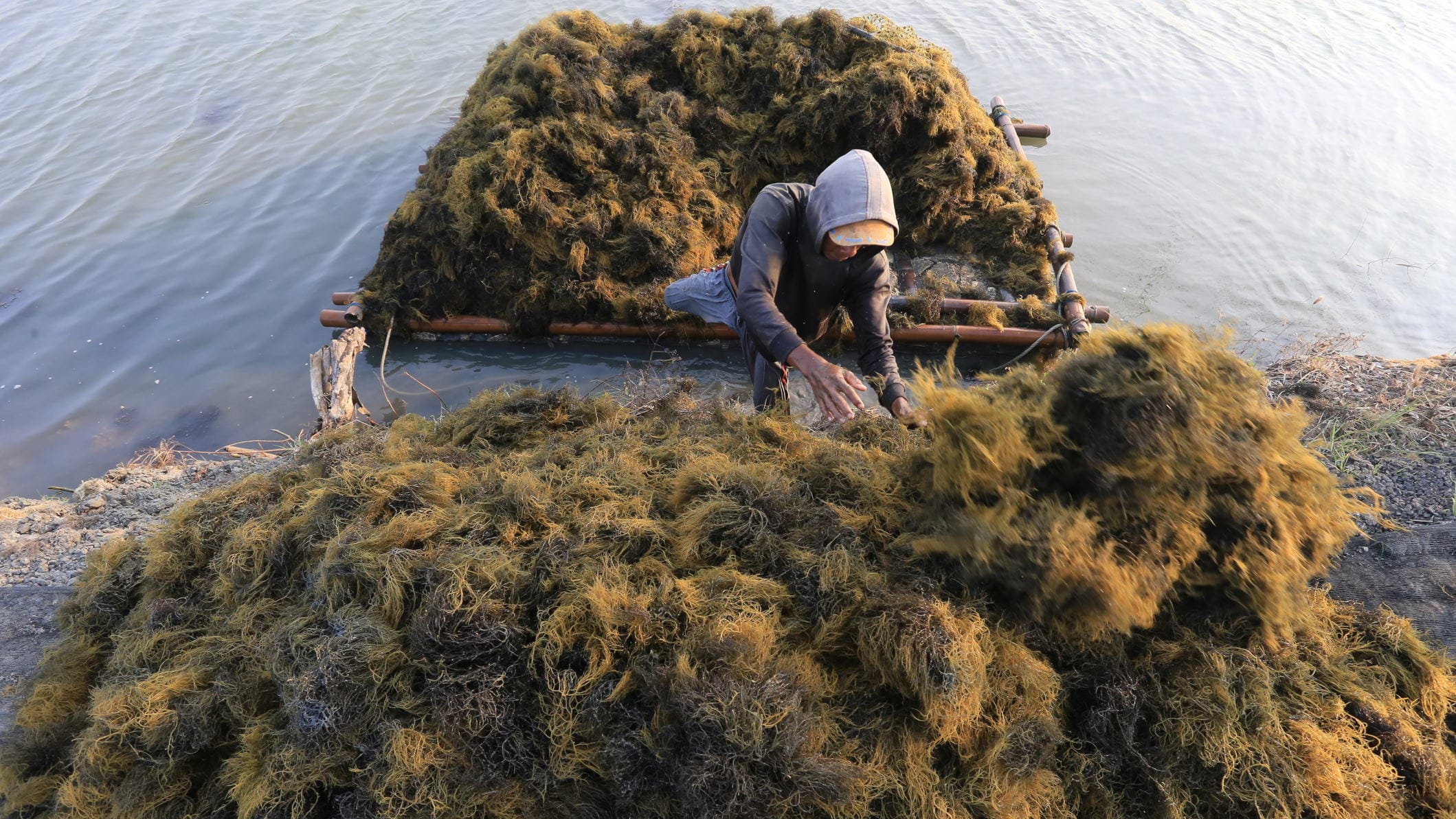 Petani memanen rumput laut jenis Glacilaria sp di Desa Pabean udik, Indramayu, Jawa Barat, Selasa (5/10/2021). ANTARA FOTO/Dedhez Anggara/hp. KEMENPERIN OPTIMALKAN PENGOLAHAN RUMPUT LAUT