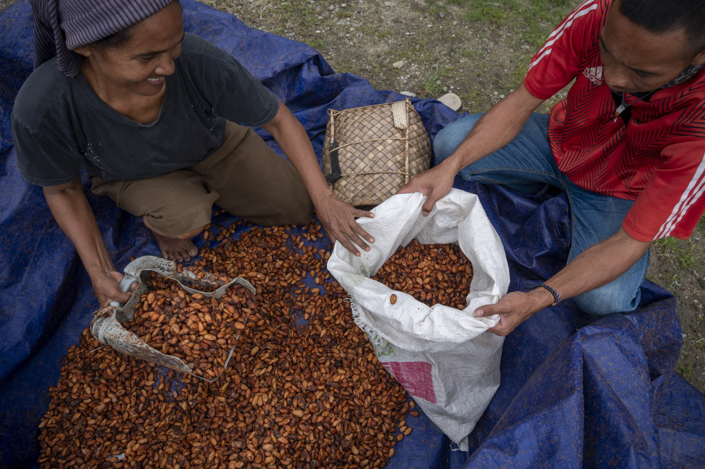 Petani memasukkan biji kakao ke dalam karung usai dijemur di Desa Salua, Kulawi, Sigi, Sulawesi Tengah, Senin (11/10/2021). ANTARA FOTO/Basri Marzuki/hp. PRODUKSI KAKAO NASIONAL