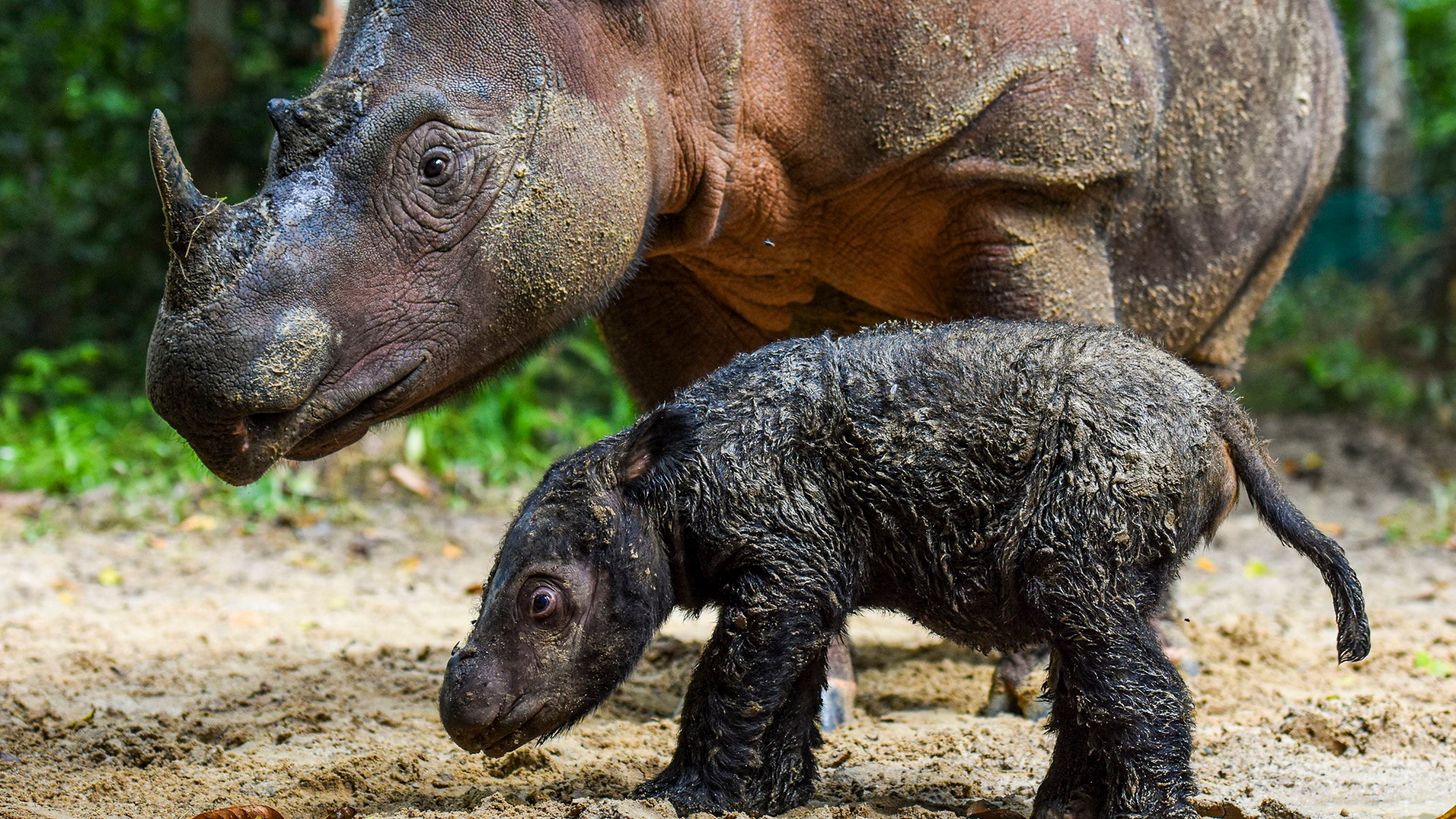 Rosa, seekor induk badak Sumatera (Dicerorhinus sumatrensis) menemani anaknya berjenis kelamin betina yang baru berusia beberapa hari di Suaka Rhino Sumatera, Taman Nasional Way Kambas (SRS TNWK), Lampung Timur, Lampung, Senin (28/3/2022). ANTARA FOTO/Biro Humas Kementerian Lingkungan Hidup dan Kehutanan/Handout/Lmo/wsj. KELAHIRAN BADAK SUMATERA DI SUAKA RHINO SUMATERA TNWK