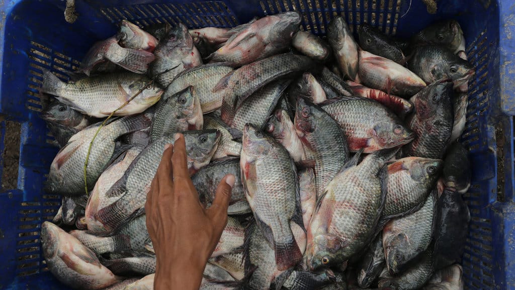 Ilustrasi ikan nila. ANTARA FOTO/Dedhez Anggara/rwa. BUDIDAYA IKAN NILA SALIN