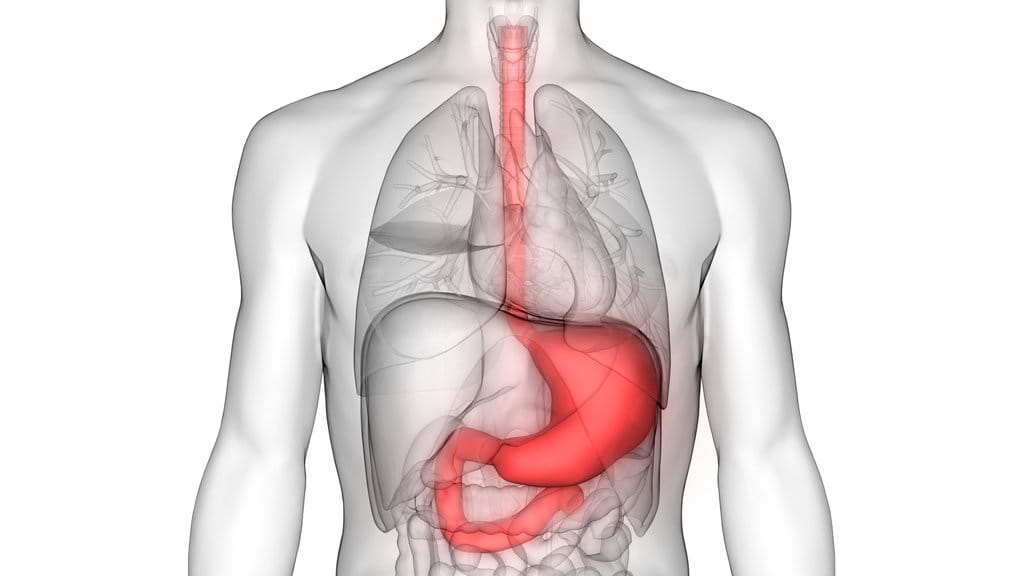 ilustrasi organ lambung. FOTO/iStockphoto ilustrasi organ lambung