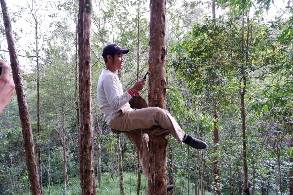Luas (30 tahun) saat mangguris dan mangaluak kemenyan di hutan Desa Simardangiang, Kecamatan Pahae Julu, Kabupaten Tapanuli Utara, Sumatera Utara, Minggu (4122022) Tirto.ID-Nanda Fahriza Batubara Luas