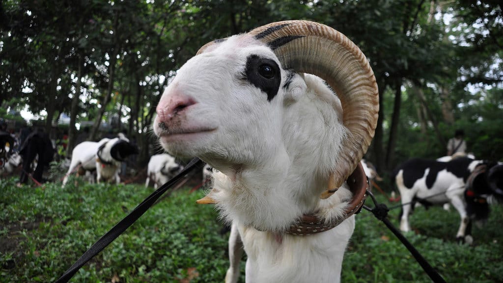 Ilustrasi Kambing Kurban. foto/Istockphoto Ilustrasi Kambing Kurban