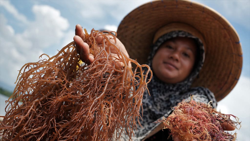 Petani menunjukkan rumput laut kering dan basah di Desa Langgere, Buton Utara, Sulawesi Tenggara, Minggu (19/3/2023). Harga rumput laut turun dari Rp30 ribu per kilogram menjadi Rp28 ribu per kilogram karena hasil panen yang melimpah. ANTARA FOTO/Jojon/tom. HARGA RUMPUT LAUT TURUN