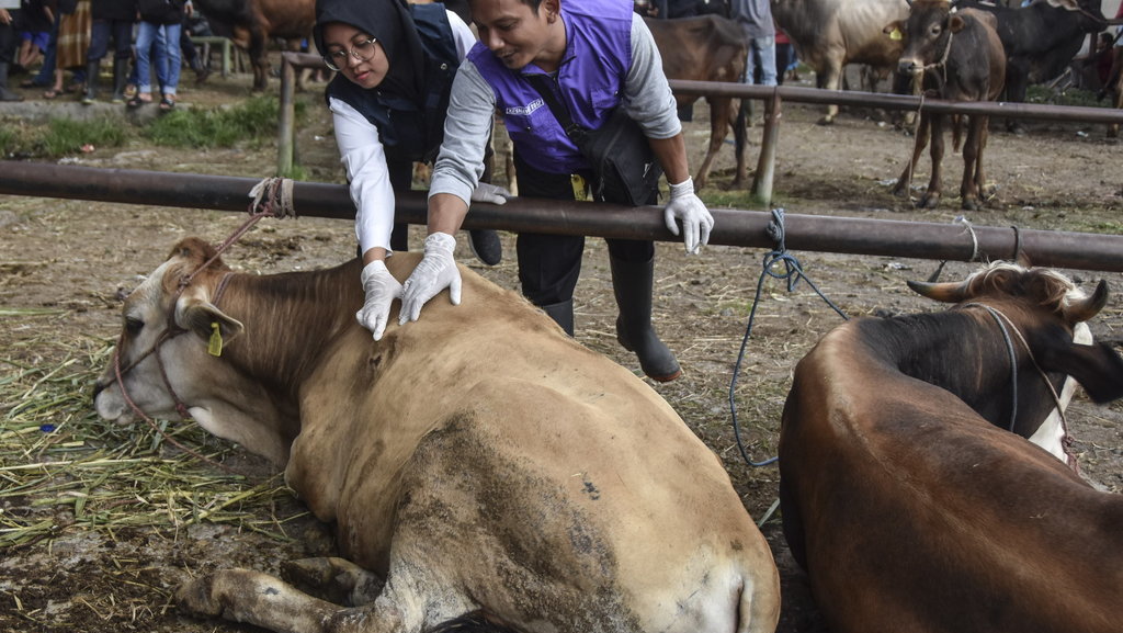 Petugas Kesehatan Hewan (PKH) dari Dinas Pertanian dan Ketahanan Pangan (DKPP) Kabupaten Tasikmalaya memeriksa kesehatan sapi di Pasar Hewan Manonjaya, Jawa Barat, Rabu (12/7/2023). ANTARA FOTO/Adeng Bustomi/aww. Cegah penularan antraks di pasar hewan Manonjaya