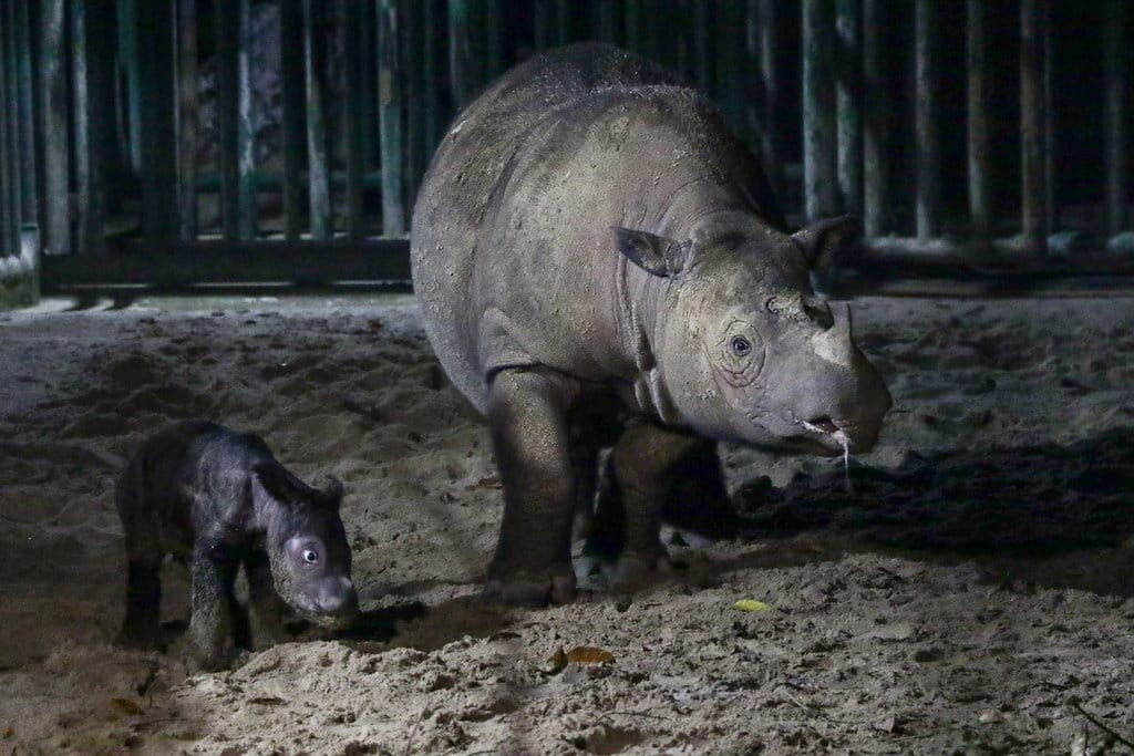 Seekor induk badak sumatra (Dicerorhinus sumatrensis) Ratu (23) menemani anaknya berjenis kelamin betina yang baru lahir di Suaka Rhino Sumatera, Taman Nasional Way Kambas (SRS TNWK), Lampung Timur, Lampung, Sabtu (30/9/2023).ANTARA FOTO/HO/Biro Humas Kementerian Lingkungan Hidup dan Kehutanan/Lmo/tom. Kelahiran bayi badak sumatra di Suaka Rhino Sumatera TNWK