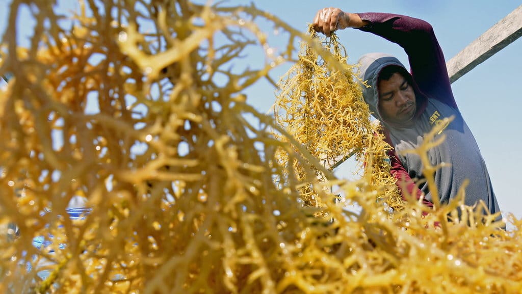 Petani memanen rumput laut di Pantai Punaga, Kecamatan Mangarabombang, Kabupaten Takalar, Sulawesi Selatan, Sabtu (11/11/2023). ANTARA FOTO/Hasrul Said/YU/nz Produksi rumput laut menurun