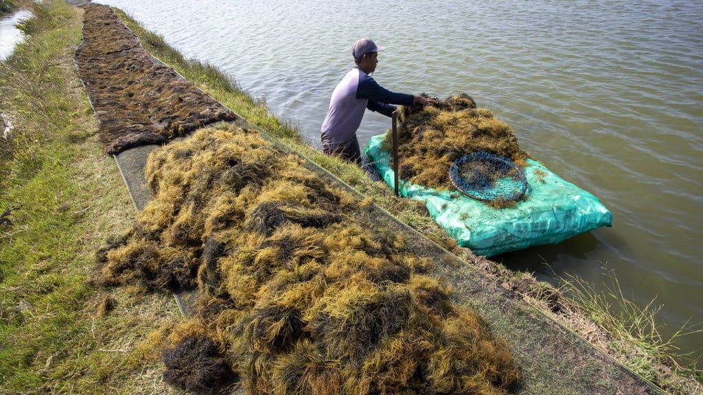 Petambak memanen rumput laut di Desa Pabean Udik, Indramayu, Jawa Barat, Rabu (29/5/2024). ANTARA FOTO/Dedhez Anggara/wpa. Potensi nilai tambah rumput laut