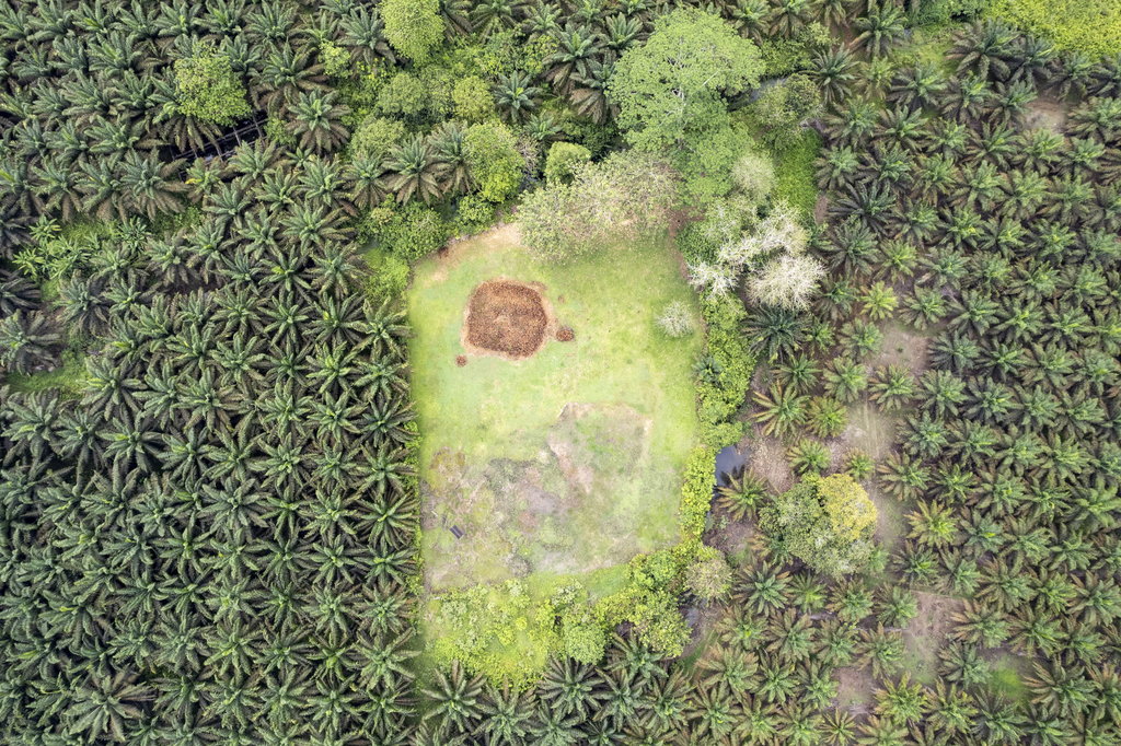 Foto udara Candi Teluk 2 yang lokasinya d ikelilingi perkebunan kelapa sawit di Muaro Jambi, Jambi, Kamis (20/6/2024). ANTARA FOTO/Wahdi Septiawan/Spt. Perkebunan kelapa sawit di KCBN Muara Jambi