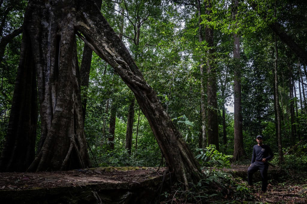 Seorang warga mengamati pohon beringin berukuran besar di Hutan Hujan Tropis Kahung, Desa Belangian, Kabupaten Banjar, Kalimantan Selatan, Rabu (21/8/2024). ANTARA FOTO/Bayu Pratama S/foc. Pesona Hutan Hujan Tropis di Geopark Meratus