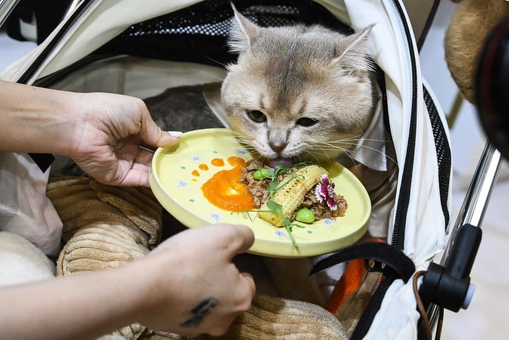 Pengunjung mencoba memberi produk makanan ke kucing peliharaannya saat Indonesia International Pet Expo (IIPE) di Indonesia Convention Exhibition (ICE), Kabupaten Tangerang, Banten, Jumat (6/9/2024). ANTARA FOTO/Sulthony Hasanuddin/nym. Indonesia International Pet Expo