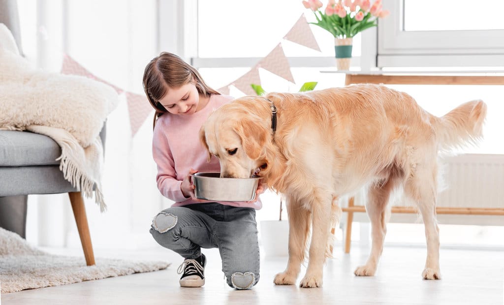 Memberi Makan Anjing. foto/istockphoto Memberi Makan Anjing