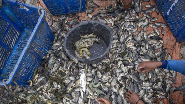 Petambak memanen ikan nila di Desa tambak, Indramayu, Jawa Barat, Sabtu (15/2/2025).ANTARA FOTO/Dedhez Anggara/agr Budi daya ikan nila di Indramayu