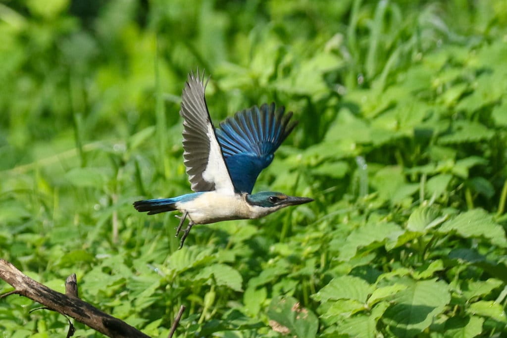 Seekor burung cekakak sungai (Todirhamhus chloris) terbang di dalam kawasan Taman Nasional Baluran, Situbondo, Jawa Timur, Kamis (27/2/2025) ANTARA FOTO/Budi Candra Setya/nym. Pengamatan satwa di TN Baluran