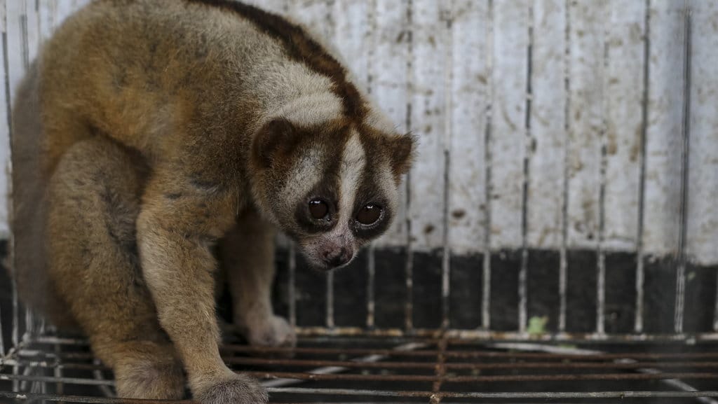 Seekor Kukang Jawa (Nycticebus javanicus) hasil evakuasi dari permukiman warga berada di dalam kandang saat ditunjukkan kepada jurnalis di kantor Balai Besar Konservasi Sumber Daya Alam (BBKSDA) Jawa Barat Seksi Konservasi Wilayah I, Kota Serang, Banten, Sabtu (8/3/2025). ANTARA FOTO/Angga Budhiyanto/aww. Penyelamatan Kukang Jawa