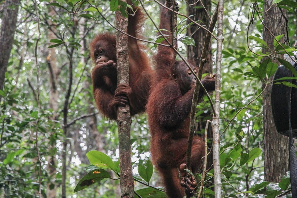 Dua anak Orang Utan subspecies Wurmbii (Pongo Pygmaeus Wurmbii) berada di tempat sekolah kawasan Rehabilitasi dan Konservasi Nyaru Menteng, Palangka Raya, Kalimantan Tengah, Kamis (20/3/2025).ANTARA FOTO/Auliya Rahman/rwa. Menhut meninjau sekolah Orang Utan di Palangka Raya
