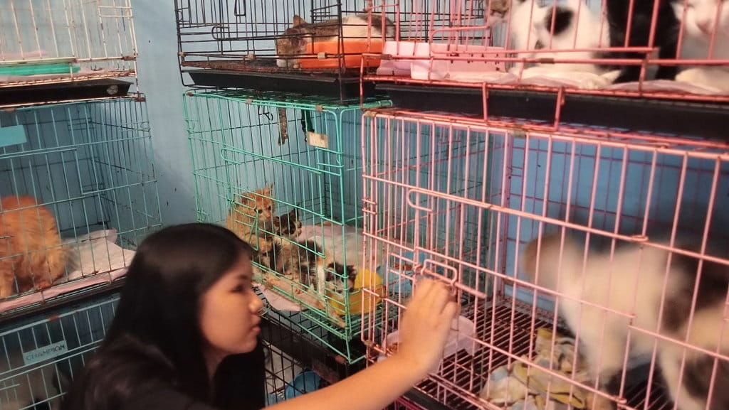 Cindy Dari Penyayang Kucing Membangun Rumah Shelter. tirto.id/Firman Cindy