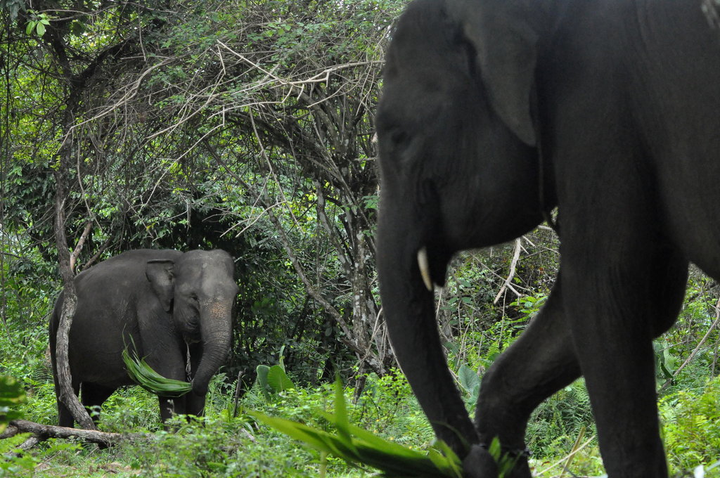 Kondisi dua ekor gajah sumatera (Elephas Maximus Sumateranus) jinak di Pusat Konservasi Gajah (PKG) Seblat di Kabupaten Bengkulu Utara, Bengkulu, Senin (12/5/2025) ANTARA FOTO/Muhammad Izfaldi/bar Jumlah gajah jinak di PKG Seblat Bengkulu