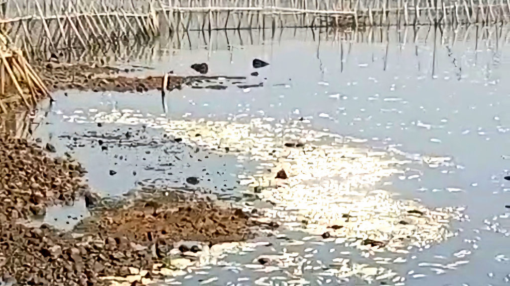 Ikan-ikan di tambak di Kota Semarang, terlihat mati massal. (Foto hasil tangkapan layar video warga) Ikan Mati Massal di Tambak Semarang