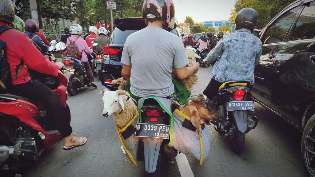 Ilustrasi Bawa Kambing Pakai Motor. foto/istockphoto Ilustrasi Bawa Kambing Pakai Motor