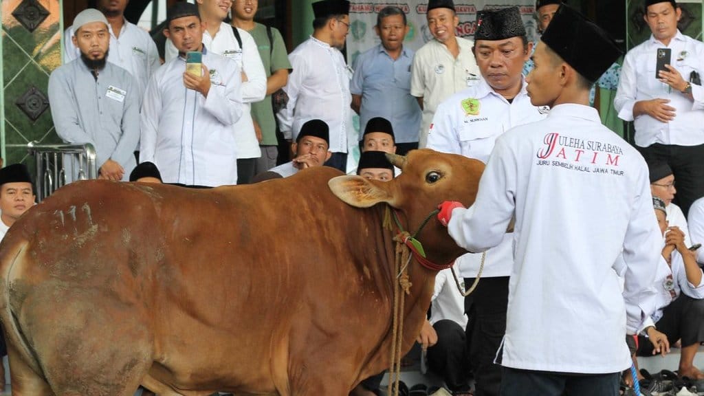 Ilustrasi hewan kurban. ANTARA FOTO/Didik Suhartono/Spt. Bimtek juru sembelih halal