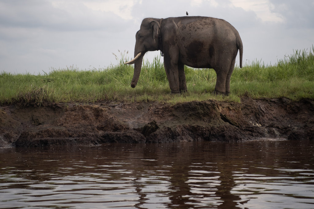 Seekor gajah sumatra (Elephas maximus sumatranus) mencari makan di areal Suaka Margasatwa Padang Sugihan, Ogan Komering Ilir (OKI), Sumatera Selatan, Rabu (18/6/2025). Suaka Margasatwa Padang Sugihan yang memiliki luas sekitar 600 ribu hektare dengan lanskap yang meliputi hutan tanaman industri, hutan rawa gambut, perkebunan sawit, dan pertanian masyarakat tersebut menjadi rumah bagi 127 ekor Gajah Sumatra. ANTARA FOTO/Nova Wahyudi/tom. Gajah sumatra di Suaka Margasatwa Padang Sugihan