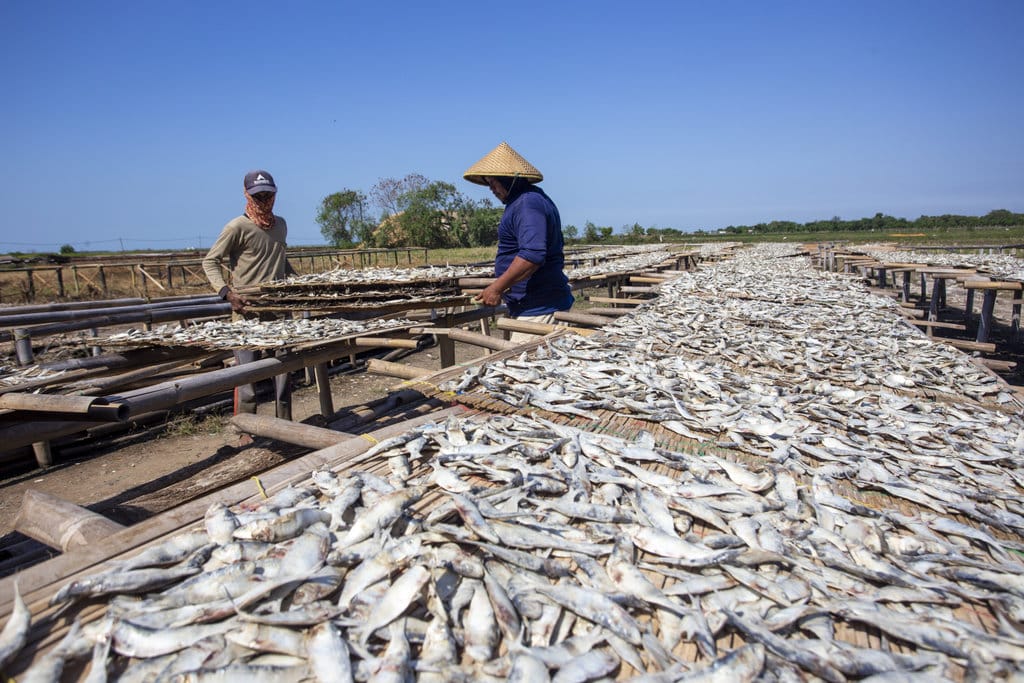 Pekerja menjemur ikan kering jenis Tanjan di desa Lombang, Juntinyuat, Indramayu, Jawa Barat, Rabu (9/7/2025). ANTARA FOTO/Dedhez Anggara/nz. Produksi ikan kering terkendala cuaca