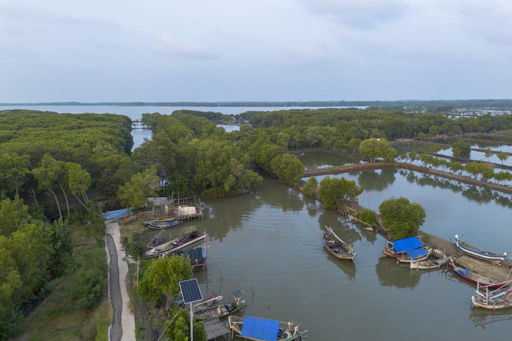 Foto udara perahu nelayan melintasi kawasan koservasi mangrove di Pantai Tiris, Pasekan, Indramayu, Jawa Barat, Senin (25/8/2025). Kementerian Lingkungan Hidup dan Badan Pengendalian Lingkungan Hidup (KLH/BPLH) menegaskan komitmen nasional untuk merehabilitasi seluas 769.824 hektare ekosistem mangrove secara terukur, ilmiah, dan partisipatif pada 2025. ANTARA FOTO/Dedhez Anggara/foc. Kementerian Lingkungan Hidup Rehabilitasi Hutan Mangrove