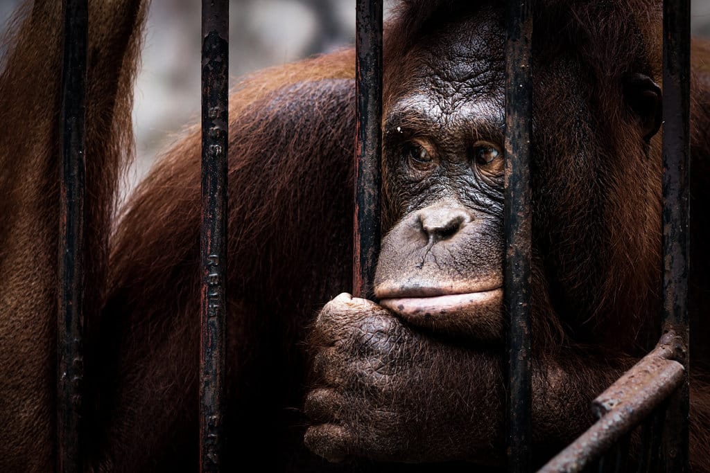 Ilustrasi Zoochosis. foto/istockphoto Ilustrasi Zoochosis