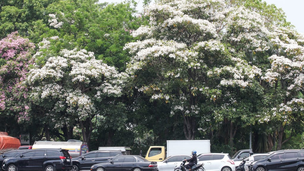 Sejumlah pohon tabebuya yang tumbuh di pinggir jalan berbunga di Jalan Ahmad Yani, Surabaya, Jawa Timur, Senin (8/9/2025). ANTARA FOTO/Didik Suhartono/tom. Pohon tabebuya di Surabaya