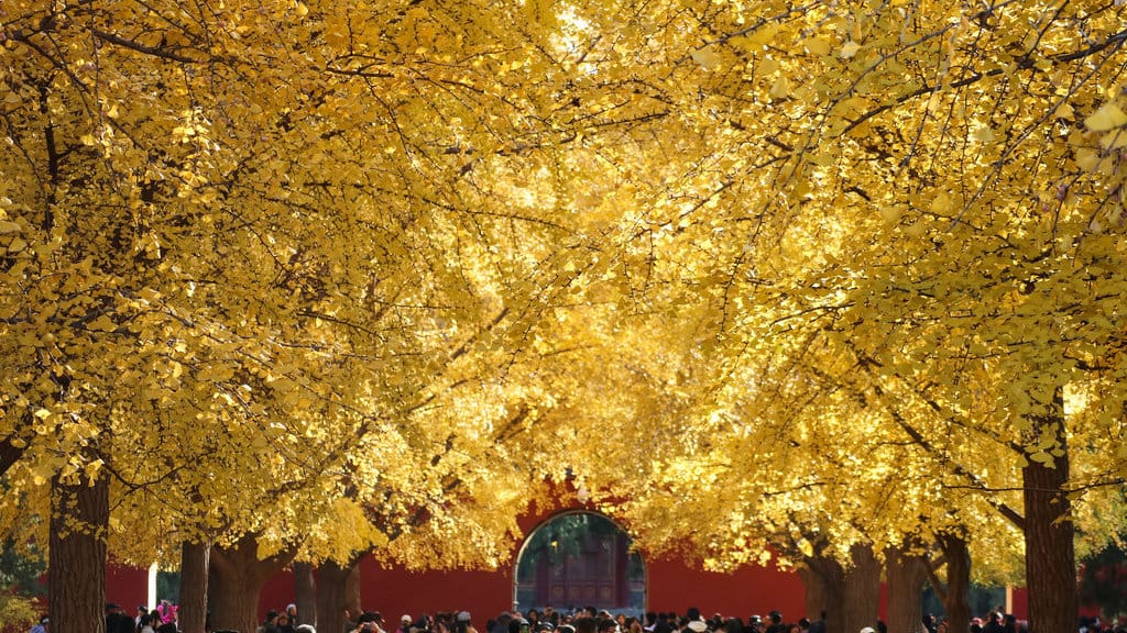 Wisatawan berfoto dengan latar daun pohon ginkgo yang berubah warna menjadi kuning saat musim gugur di taman Zhongshan, Beijing, China, Selasa (11/11/2025). Waktu terbaik untuk menikmati warna kuning cerah dari pohon ginkgo di taman tersebut pada akhir Oktober hingga pertengahan November sebelum daun-daun berguguran saat memasuki musim dingin. ANTARA FOTO/Desca Lidya Natalia/agr Musim gugur di Beijing